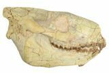 Fossil Oreodont (Merycoidodon) Skull - South Dakota #192528-3